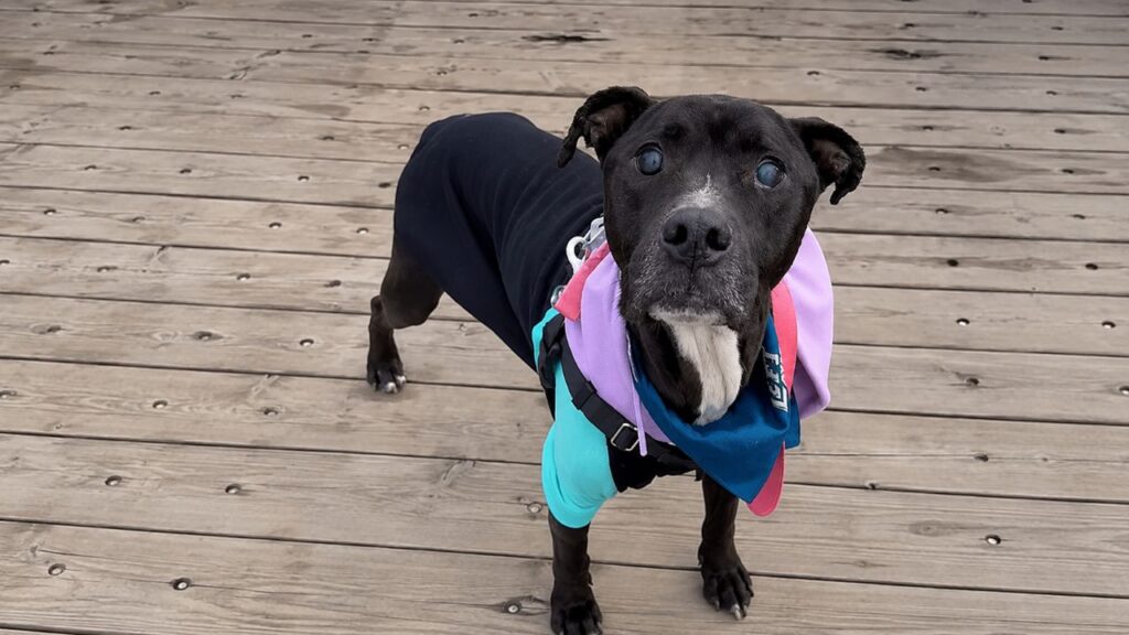 Cachorro cego e com queimaduras de frio foi encontrado abanando o rabo