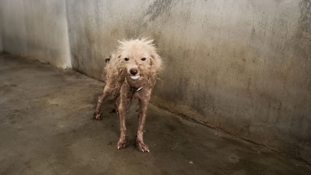 Cachorro desgrenhado dá um sorriso irresistível para conquistar uma família