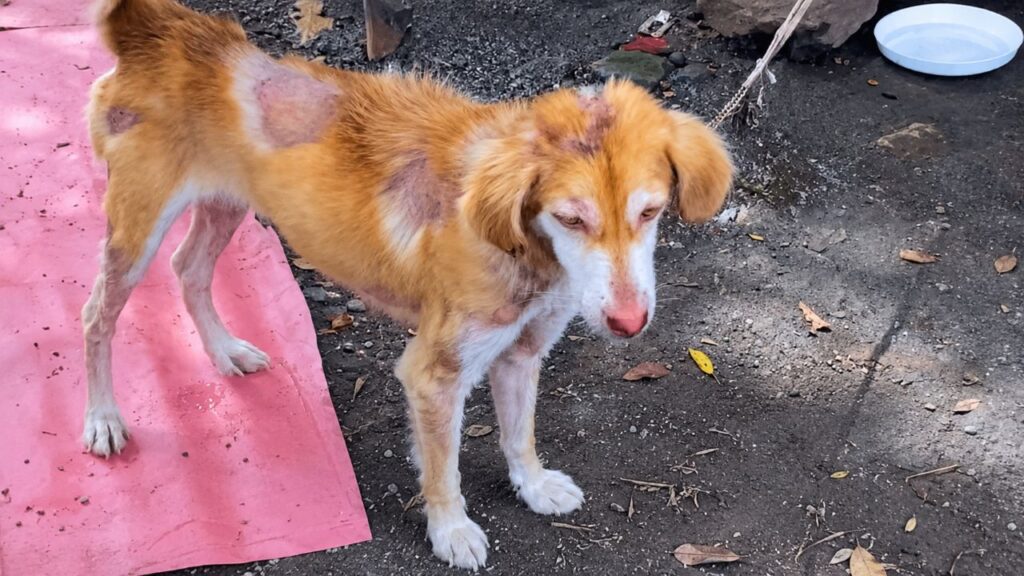 Irmãos Skinny Dog acorrentados a gaiolas passam por uma transformação emocionante
