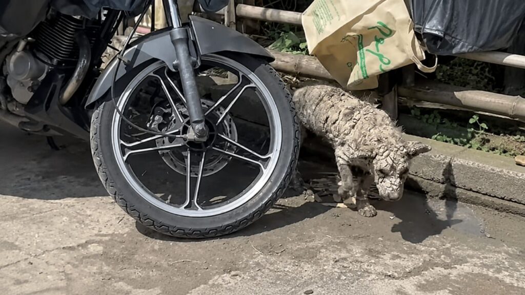 Equipes de resgate encontram cachorro que parecia ter virado pedra e revelam seu rosto adorável