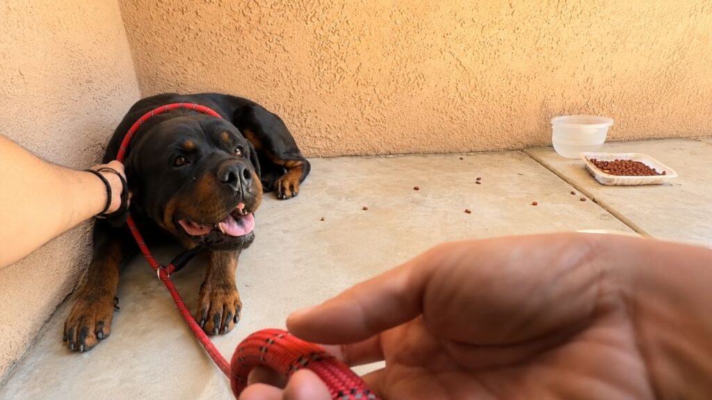 Mulher chega em casa e encontra cachorro enorme na varanda, então percebe o que estava acontecendo