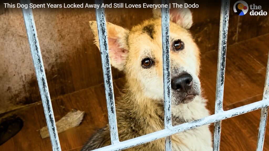 Após anos trancado, cachorro surpreende por continuar tão amoroso