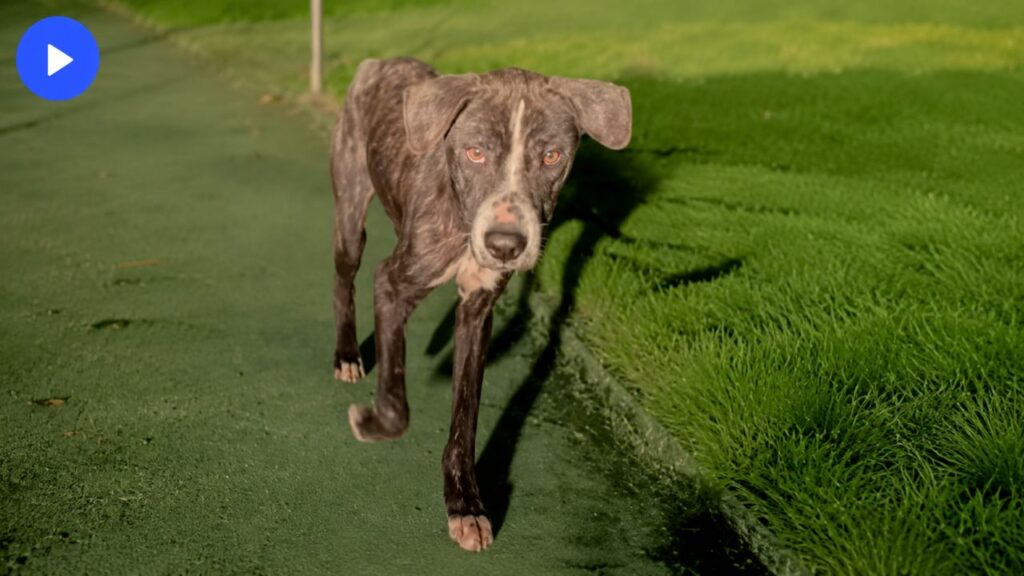 Casal tinha acabado de começar a namorar quando encontrou cachorro abandonado