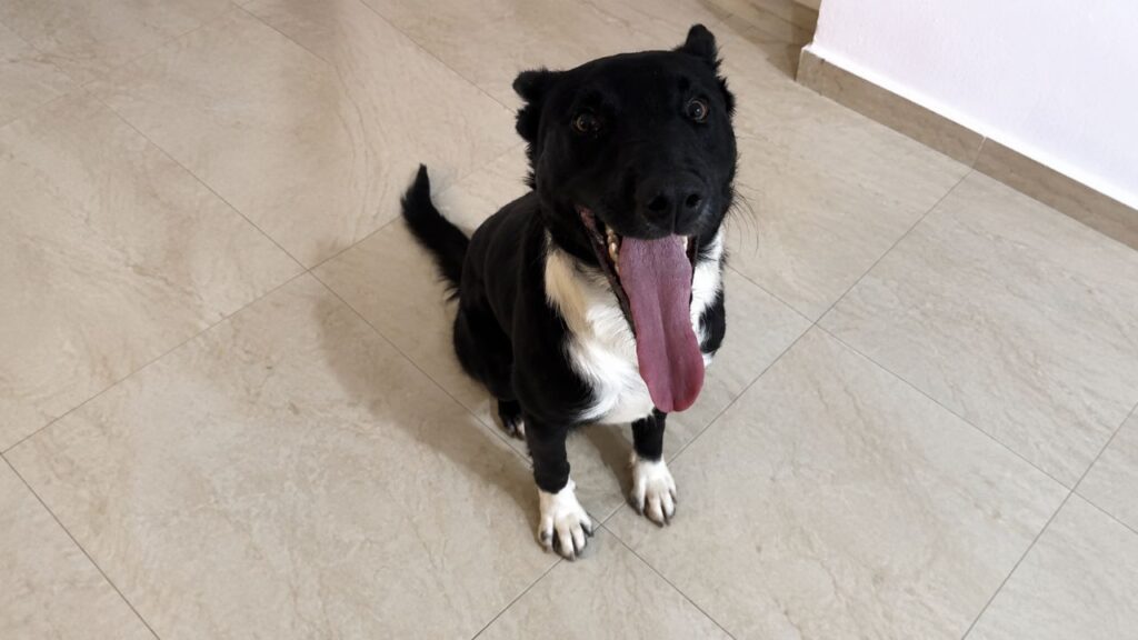 Cachorro abandonado tenta chamar a atenção de um casal com um gesto comovente