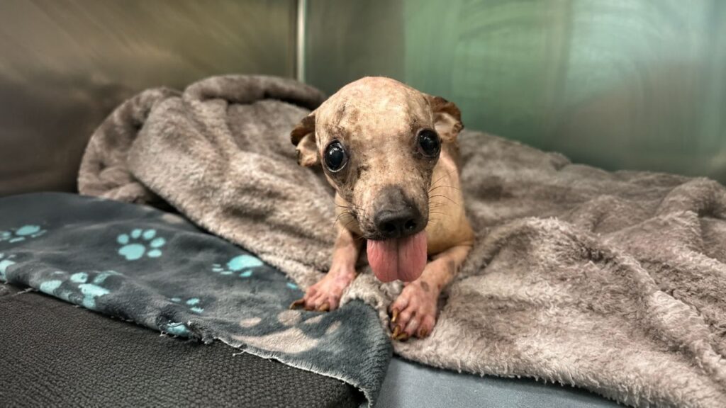 Cão de abrigo chama a atenção pela aparência, mas não percebe que é especial