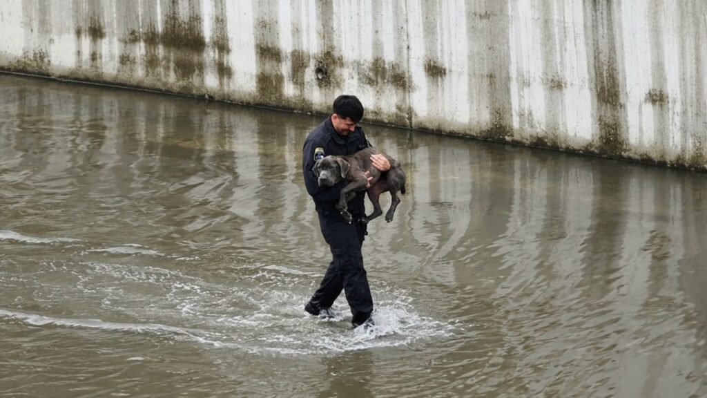 Cachorro tenta escapar de canal enquanto a enchente avança rapidamente