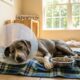 Cão com tumor no rosto tinha apenas 24 horas até um resgate mudar sua vida