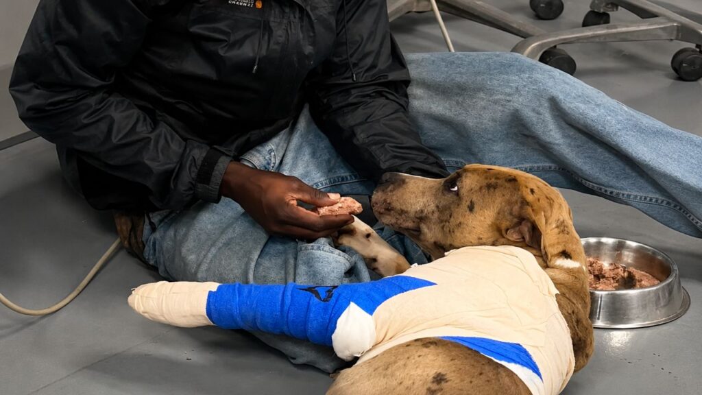 Pai dedicado dorme em frente à clínica veterinária para conseguir atendimento para seu cachorro ferido