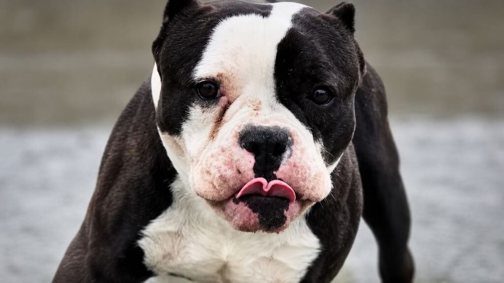 Cachorro sofre uma forte descarga elétrica após o resgate, mas continua cheio de amor