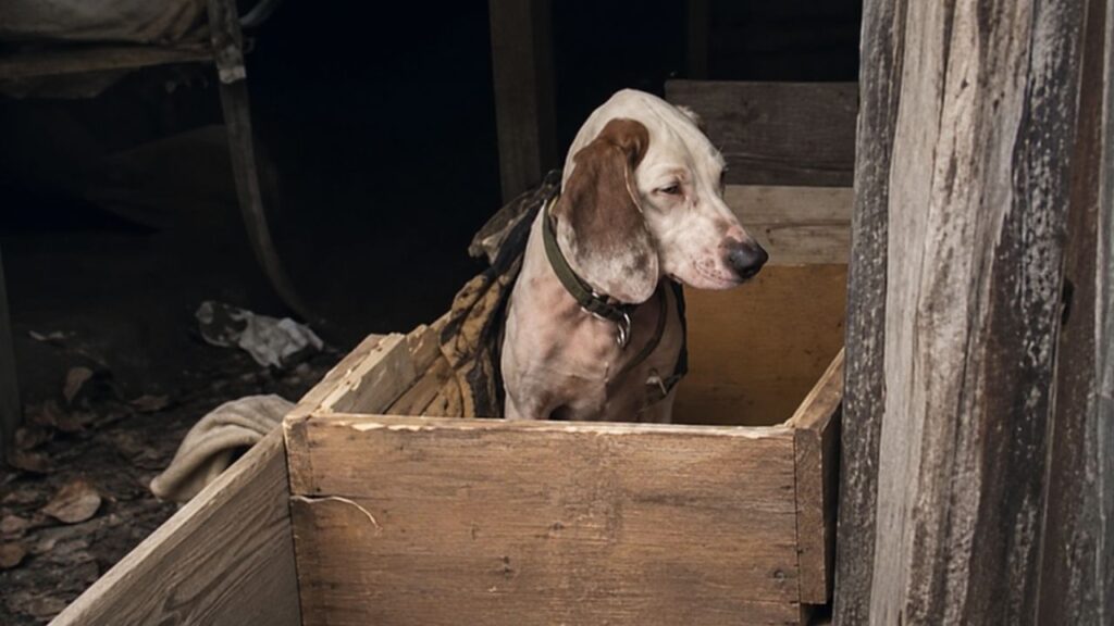 Cadela que passava fome para ser usada na caça ganha o lar que sempre mereceu