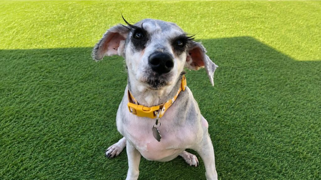 Cachorro recebe um corte de cabelo necessário e surpreende socorristas com cílios incríveis