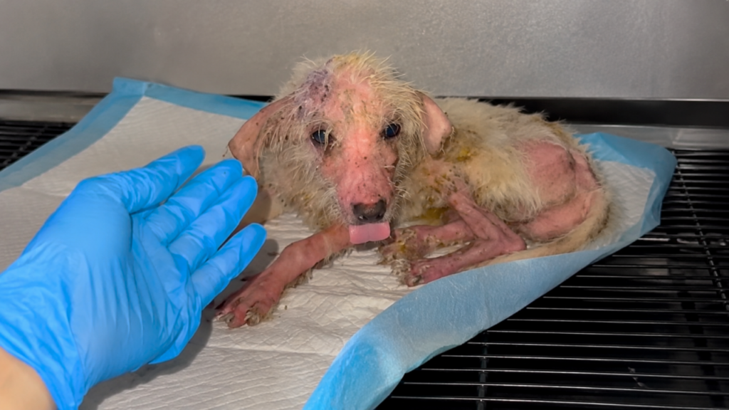 Ninguém imaginava que esse cachorrinho com aparência tão sofrida tivesse tanta personalidade