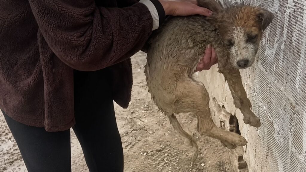 Cachorro dado como morto supera o abandono e encontra felicidade na Alemanha