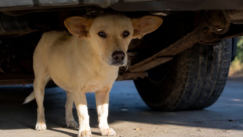 Cadelinha luta para sobreviver nas ruas até encontrar amor em um lar temporário