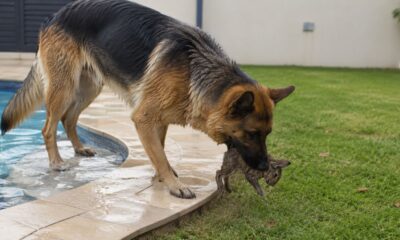 Cadela salva coelhinho da piscina e deixa tutora sem reação ao ver câmera