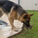 Cadela salva coelhinho da piscina e deixa tutora sem reação ao ver câmera