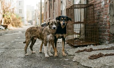 Irmãos Skinny Dog acorrentados a gaiolas passam por uma transformação emocionante