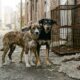 Irmãos Skinny Dog acorrentados a gaiolas passam por uma transformação emocionante