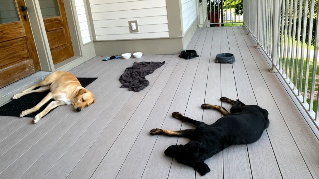 Cães de rua dormem na varanda do Airbnb de uma mulher por 4 dias até conquistarem um novo lar