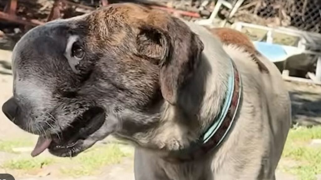 Cão com tumor no rosto tinha apenas 24 horas até um resgate mudar sua vida