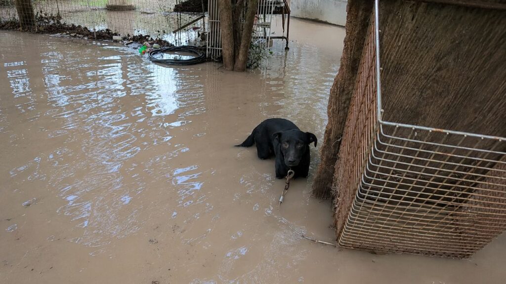 Equipes de resgate ajudam vítimas das enchentes no Texas e encontram centenas de animais ilhados