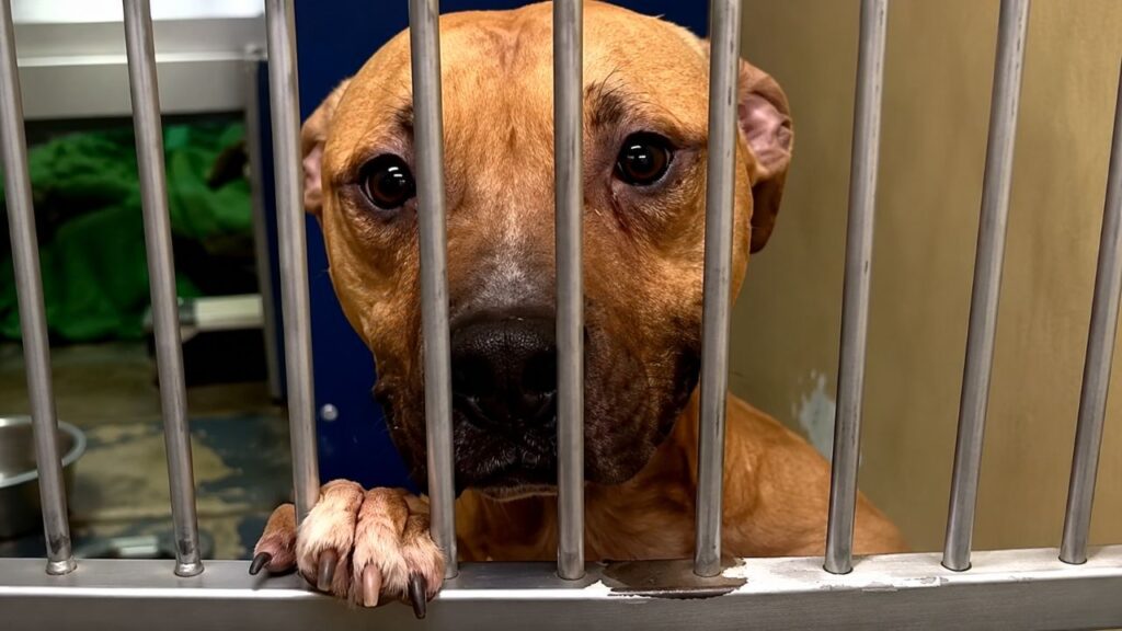 Ex-cão de isca que sonha com uma família sorri para todos que passam por seu canil