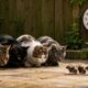 Cinco gatos alinhados diante de cinco ratos em um quintal simples, com um relógio ao fundo marcando cinco minutos.