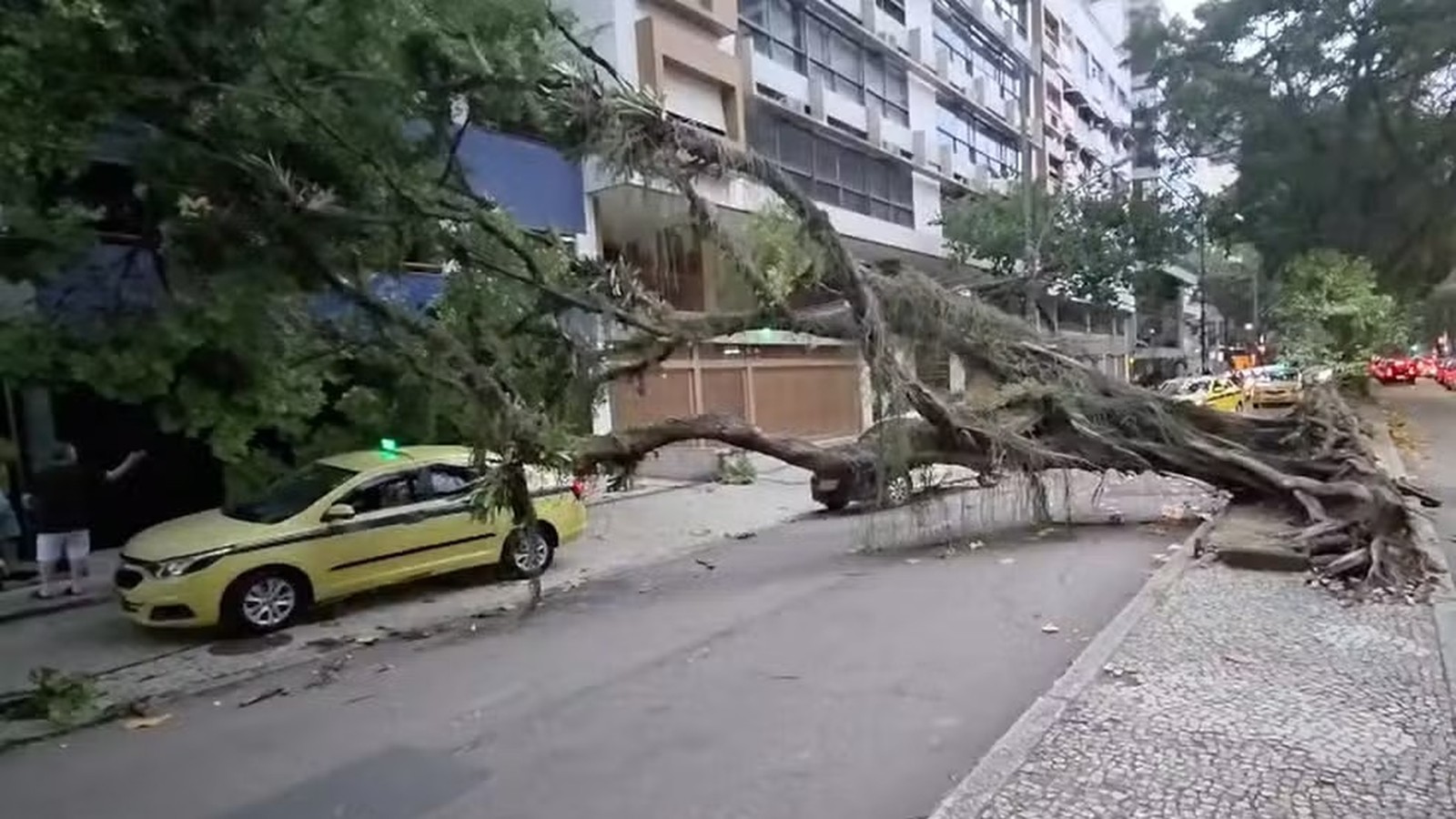 Árvore enorme caída com raízes expostas, bloqueando uma rua urbana com carros e edifícios