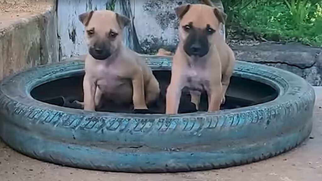 Filhotes abandonados finalmente recebem o carinho que tanto esperavam