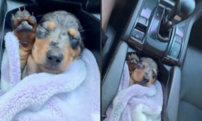 Cachorro filhote malhado em manta lilás dormindo no console do carro com a pata para cima