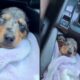 Cachorro filhote malhado em manta lilás dormindo no console do carro com a pata para cima