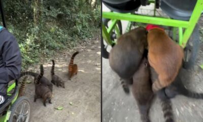 Grupo de quatis em triciclo verde com pessoa, alguns comem lanche visivelmente