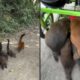 Grupo de quatis em triciclo verde com pessoa, alguns comem lanche visivelmente