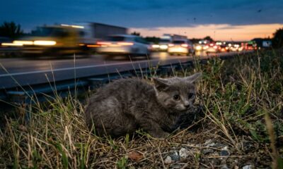 Gatinho assustado salvo no meio da rodovia muda a vida de família após incêndio