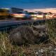 Gatinho assustado salvo no meio da rodovia muda a vida de família após incêndio