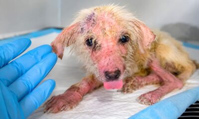 Ninguém imaginava que esse cachorrinho com aparência tão sofrida tivesse tanta personalidade