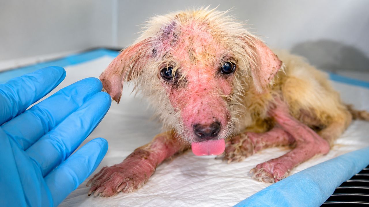 Ninguém imaginava que esse cachorrinho com aparência tão sofrida tivesse tanta personalidade