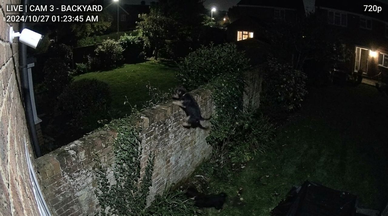 Família encontra filhote misterioso no quintal e decide checar as câmeras de segurança