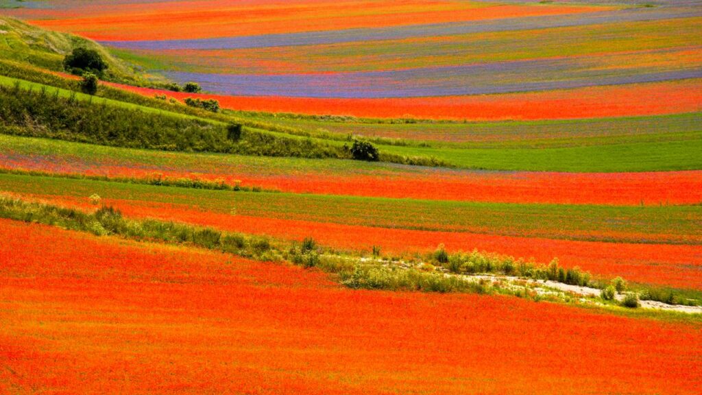 Todo verão, um pequeno vilarejo italiano parece uma pintura graças a uma leguminosa e encanta com paisagens únicas quase irreais