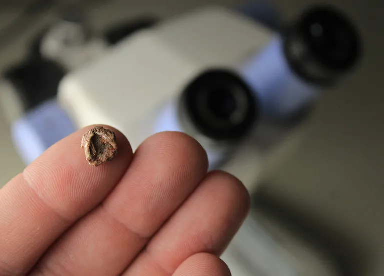 Crânio de apenas 9,5 mm achado no Brasil revela uma espécie inédita de 240 milhões de anos