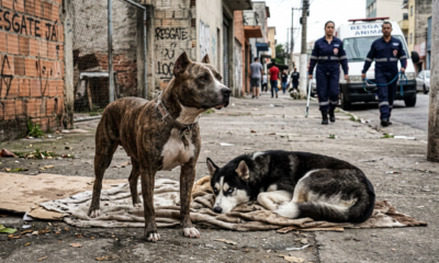 A pitbull abandonada chorava pedindo ajuda, mas se recusava a deixar sua amiga