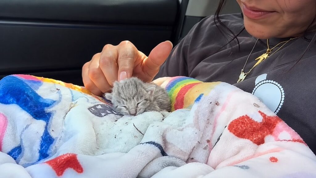 Motorista de entregas encontra gatinho minúsculo sozinho durante sua rota
