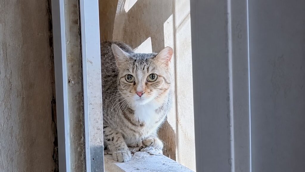 Gato fica pendurado em prédio de três andares e sobrevive ao impossível