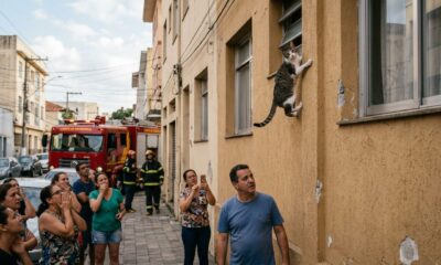 Gato fica pendurado em prédio de três andares e sobrevive ao impossível