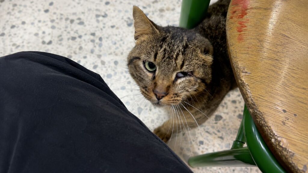 No dia da eleição, gato desgrenhado invade cabine de votação e implora por ajuda