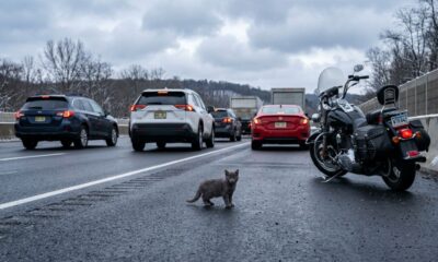 Motociclista para na rodovia ao notar que “lixo” na pista estava respirando