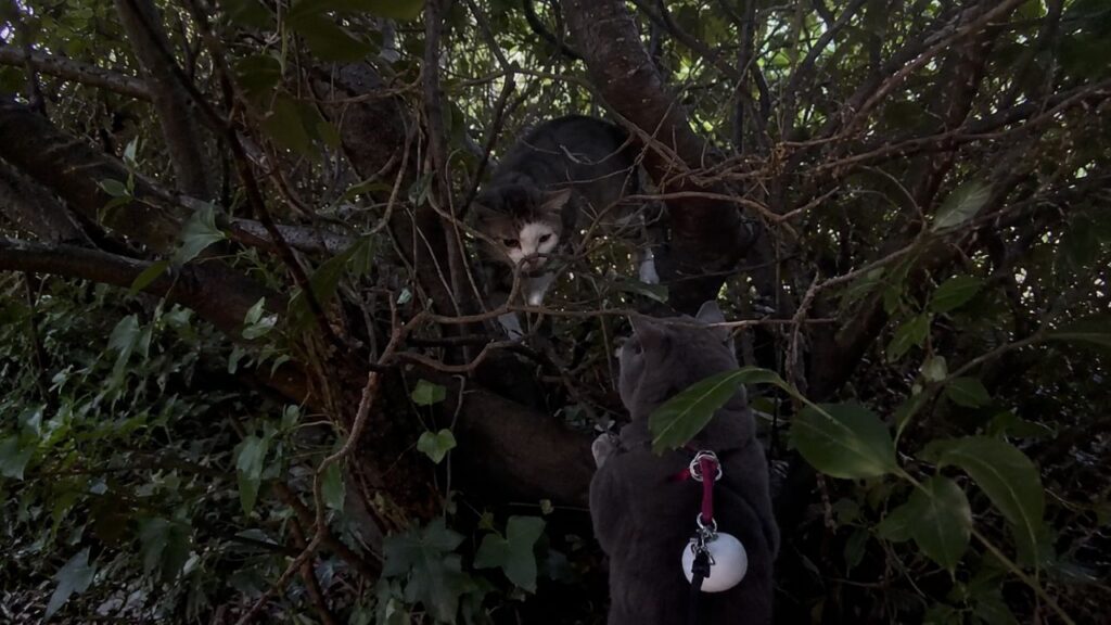 Gato começa a miar sem parar durante passeio com a família e soluciona mistério de dois meses
