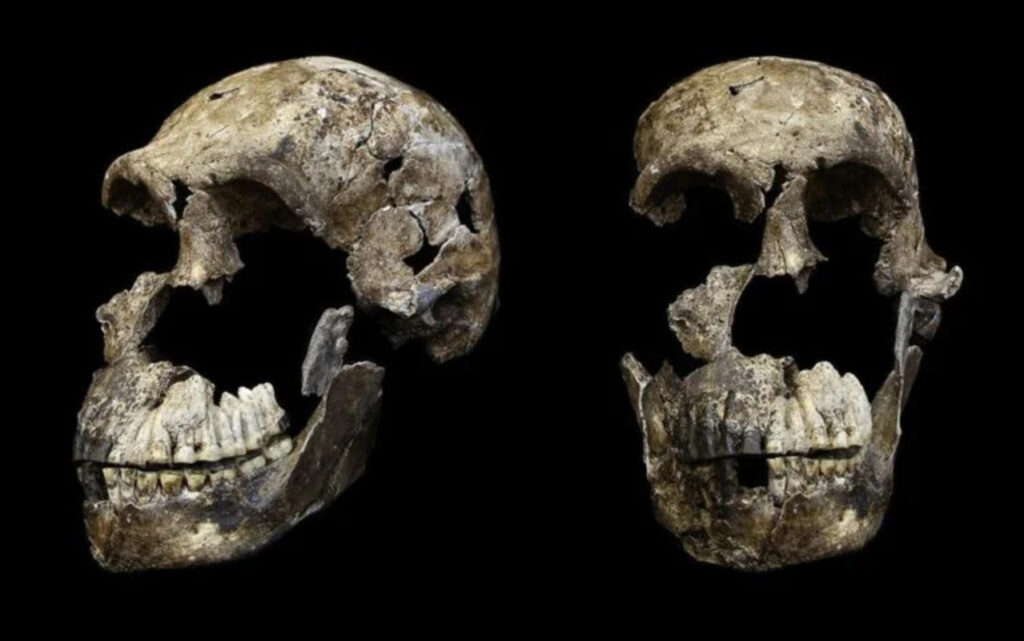 Todos os fósseis de Homo naledi analisados em caverna podem ser de fêmeas, e o motivo intriga cientistas