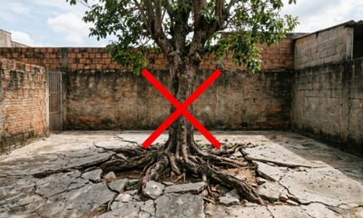 8 árvores frutíferas com raízes que não danificam o piso do quintal e são perfeitas para espaços pequenos