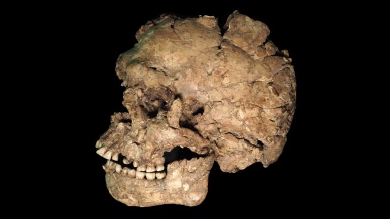 Lesão em mandíbula de Homo sapiens revela que a violência já fazia parte da vida humana há 90 mil anos